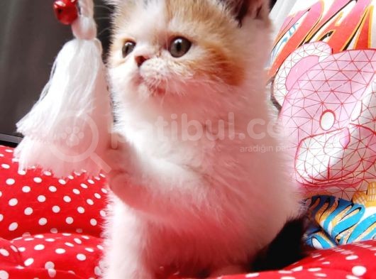 Exotic Shorthair Yavrularımızı Sahiplendirecegiz görsel