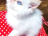 Exotic Shorthair Yavrularımızı Sahiplendirecegiz