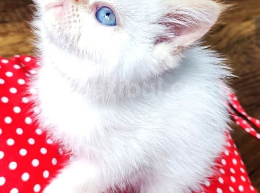 Exotic Shorthair Yavrularımızı Sahiplendirecegiz