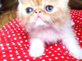 Exotic Shorthair Yavrularımızı Sahiplendirecegiz