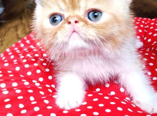 Exotic Shorthair Yavrularımızı Sahiplendirecegiz görsel