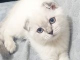 Buz Mavisi Gözlü Hera