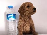 Gerçek Toy Poodle Bebeklerimiz A Kalite