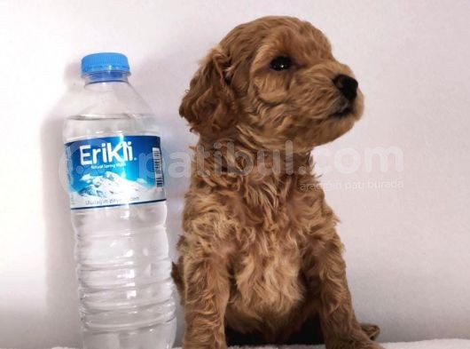 Gerçek Toy Poodle Bebeklerimiz A Kalite görsel