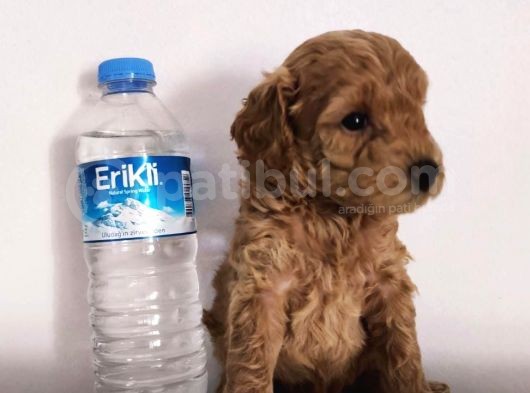 Gerçek Toy Poodle Bebeklerimiz A Kalite