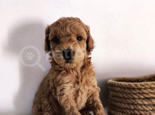 Gerçek Toy Poodle Bebeklerimiz A Kalite görsel
