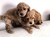 Gerçek Toy Poodle Bebeklerimiz A Kalite
