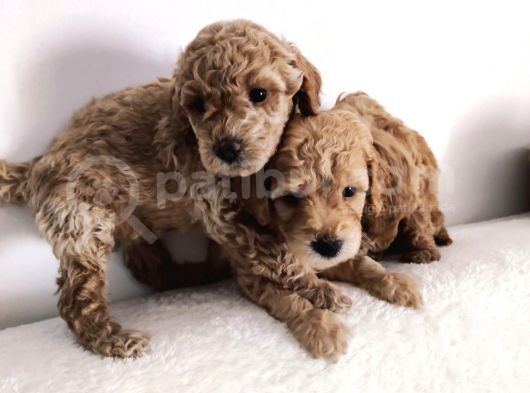 Gerçek Toy Poodle Bebeklerimiz A Kalite görsel