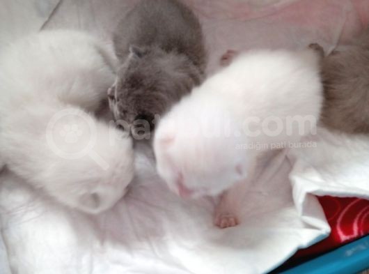 Safkan British Shorthair Yavrular görsel