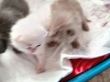 Safkan British Shorthair Yavrular