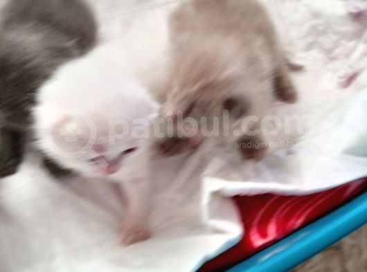 Safkan British Shorthair Yavrular görsel