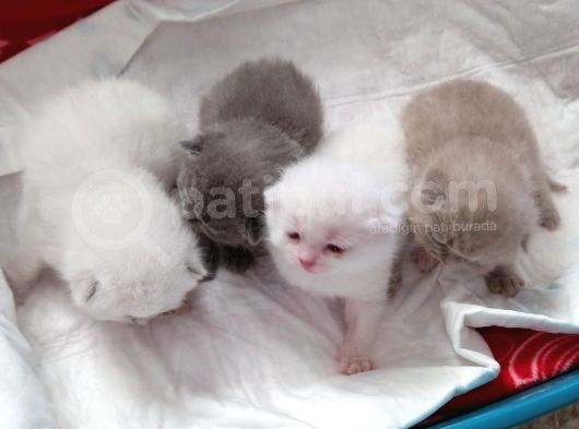 Safkan British Shorthair Yavrular görsel