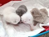 Safkan British Shorthair Yavrular