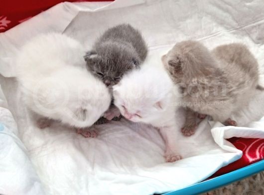 Safkan British Shorthair Yavrular görsel
