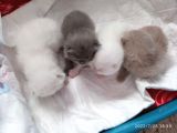Safkan British Shorthair Yavrular