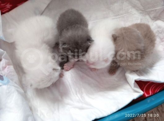 Safkan British Shorthair Yavrular görsel