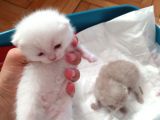 Safkan British Shorthair Yavrular