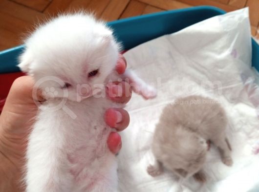 Safkan British Shorthair Yavrular görsel