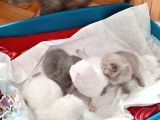 Safkan British Shorthair Yavrular