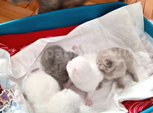 Safkan British Shorthair Yavrular