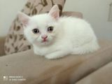Güzel Kızıma Güzel Yuva