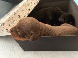 Safkan Doberman Yavruları