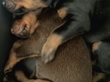 Safkan Doberman Yavruları