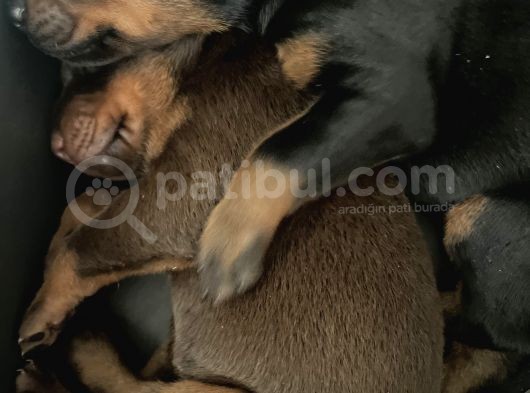 Safkan Doberman Yavruları görsel