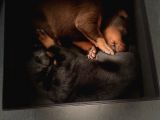 Safkan Doberman Yavruları