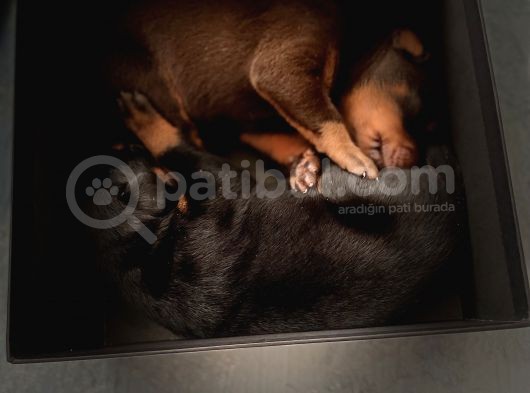 Safkan Doberman Yavruları görsel