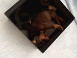 Safkan Doberman Yavruları