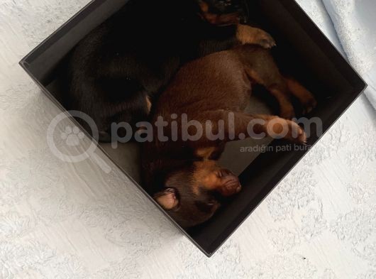 Safkan Doberman Yavruları görsel