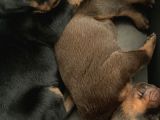 Safkan Doberman Yavruları