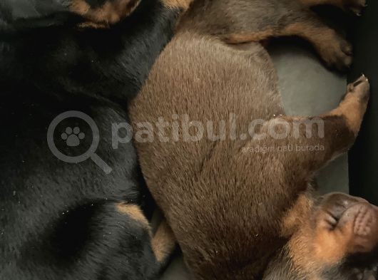 Safkan Doberman Yavruları görsel