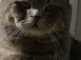 Paşamiza Bri̇ti̇sh Shorthai̇r ve Scottish Fold Di̇şi̇ Eş Ariyoruz