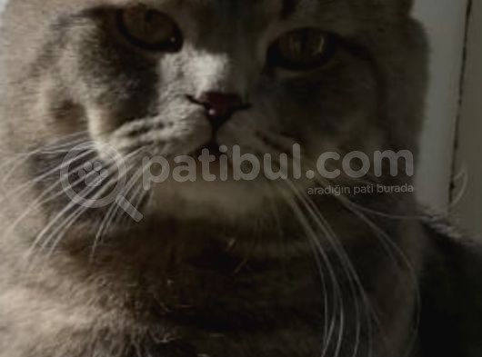 Paşamiza Bri̇ti̇sh Shorthai̇r Ve Scottish Fold Di̇şi̇ Eş Ariyoruz