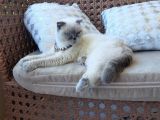 Kız Scottish Fold 9 Aylık Sakin Kedi