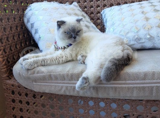 Kız Scottish Fold 9 Aylık Sakin Kedi