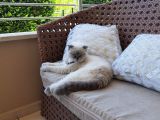 Kız Scottish Fold 9 Aylık Sakin Kedi