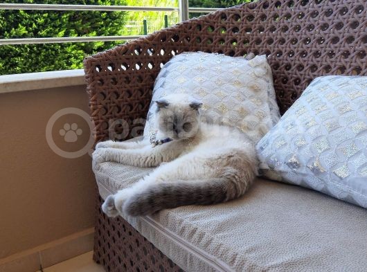 Kız Scottish Fold 9 Aylık Sakin Kedi görsel