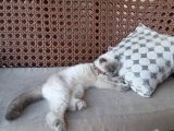 Kız Scottish Fold 9 Aylık Sakin Kedi