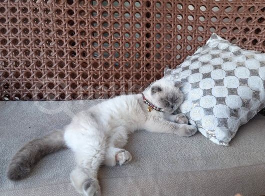 Kız Scottish Fold 9 Aylık Sakin Kedi görsel