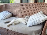 Kız Scottish Fold 9 Aylık Sakin Kedi
