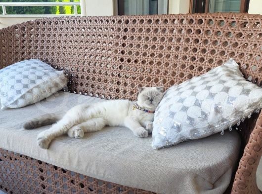 Kız Scottish Fold 9 Aylık Sakin Kedi görsel