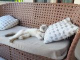 Kız Scottish Fold 9 Aylık Sakin Kedi
