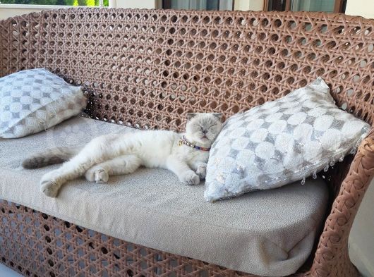 Kız Scottish Fold 9 Aylık Sakin Kedi görsel