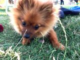 Pomerani̇an Aci̇l