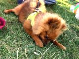 Pomerani̇an Aci̇l
