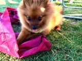 Pomerani̇an Aci̇l