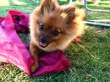 Pomerani̇an Aci̇l